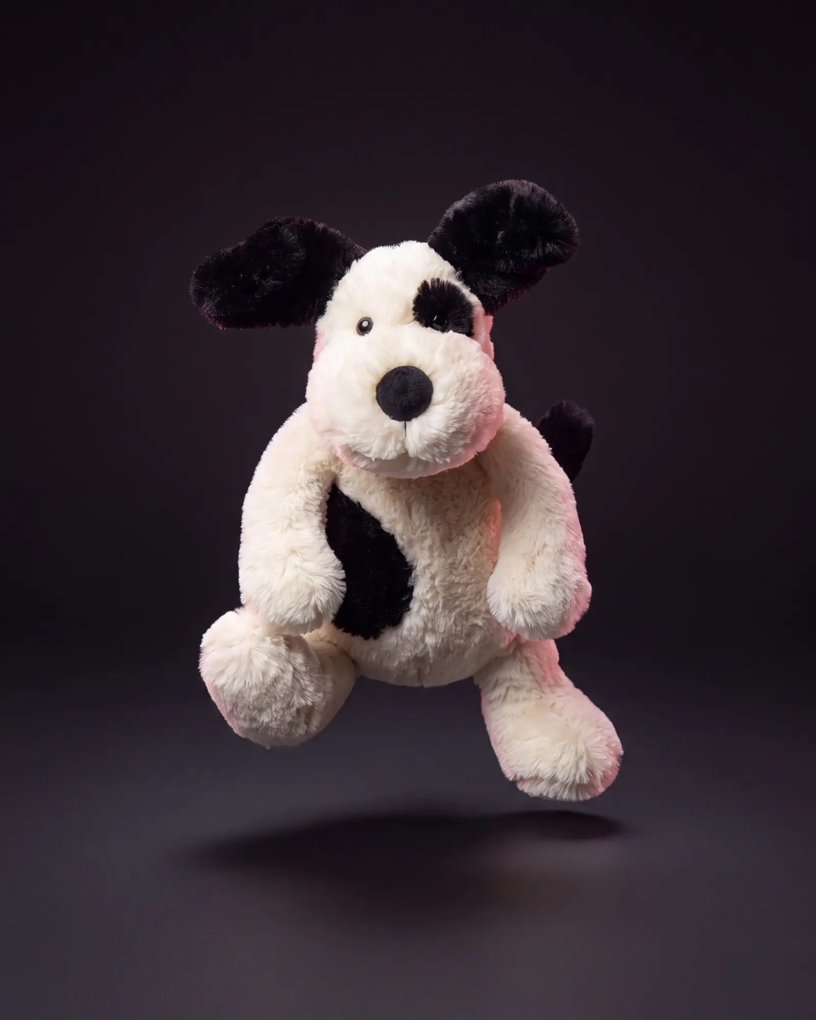 Bashful Black & Cream Puppy, 어두운 스튜디오 배경.