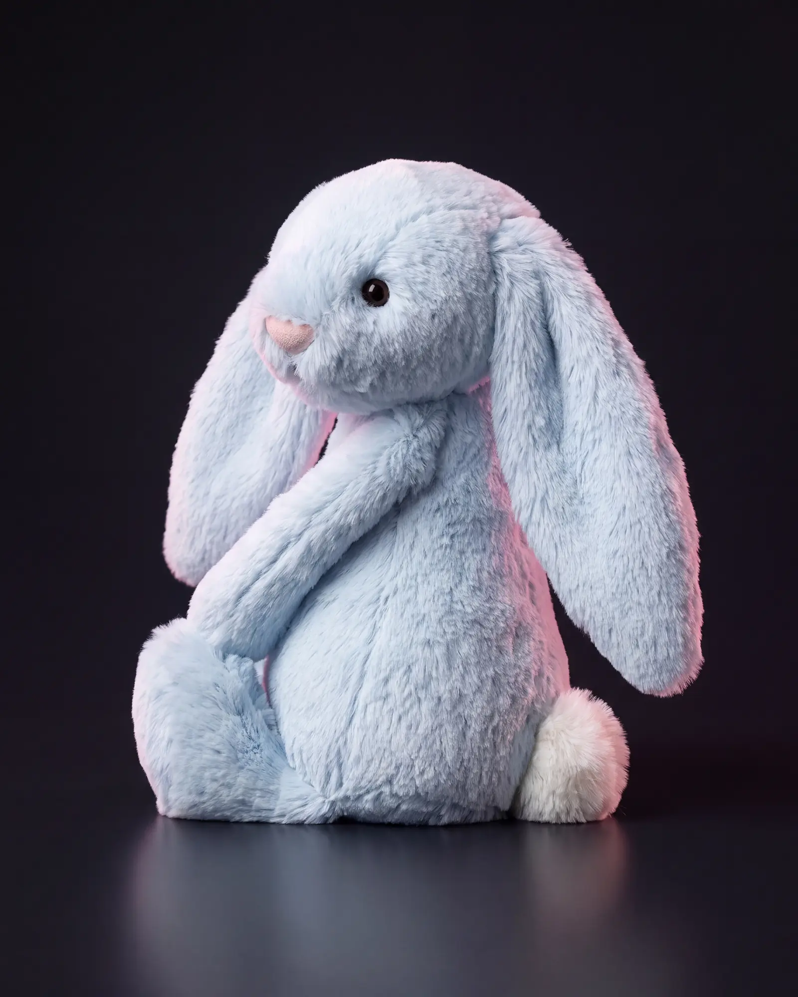 Bashful Blue Bunny, 어두운 스튜디오 배경.