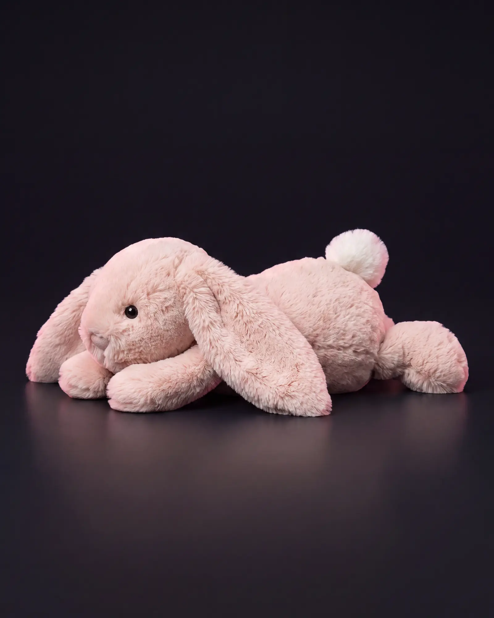 Bashful Blush Bunny, 어두운 스튜디오 배경.