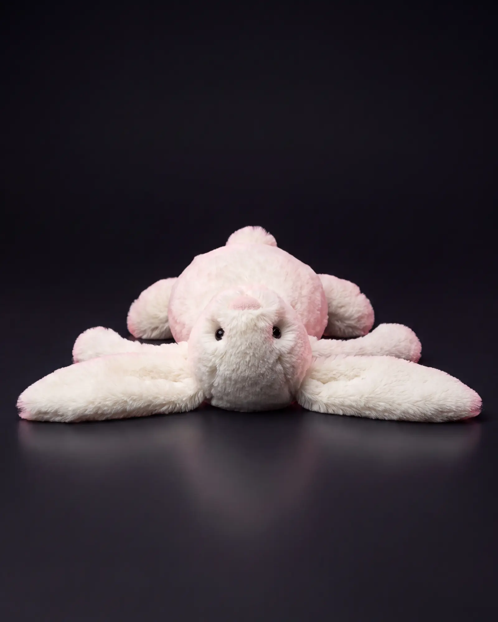 Bashful Cream Bunny, 어두운 스튜디오 배경.