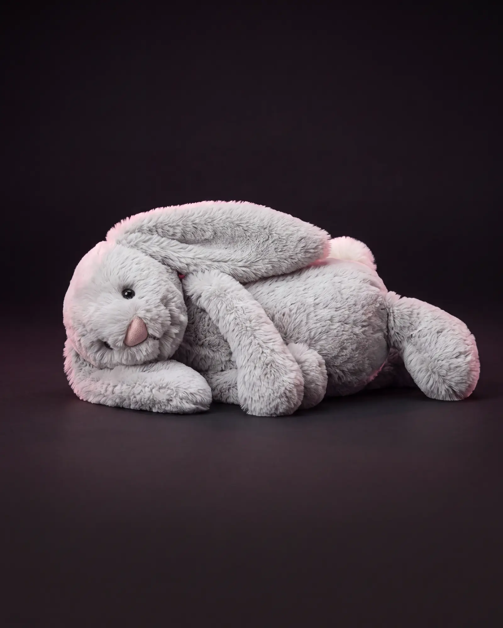 Bashful Silver Bunny, 어두운 스튜디오 배경.