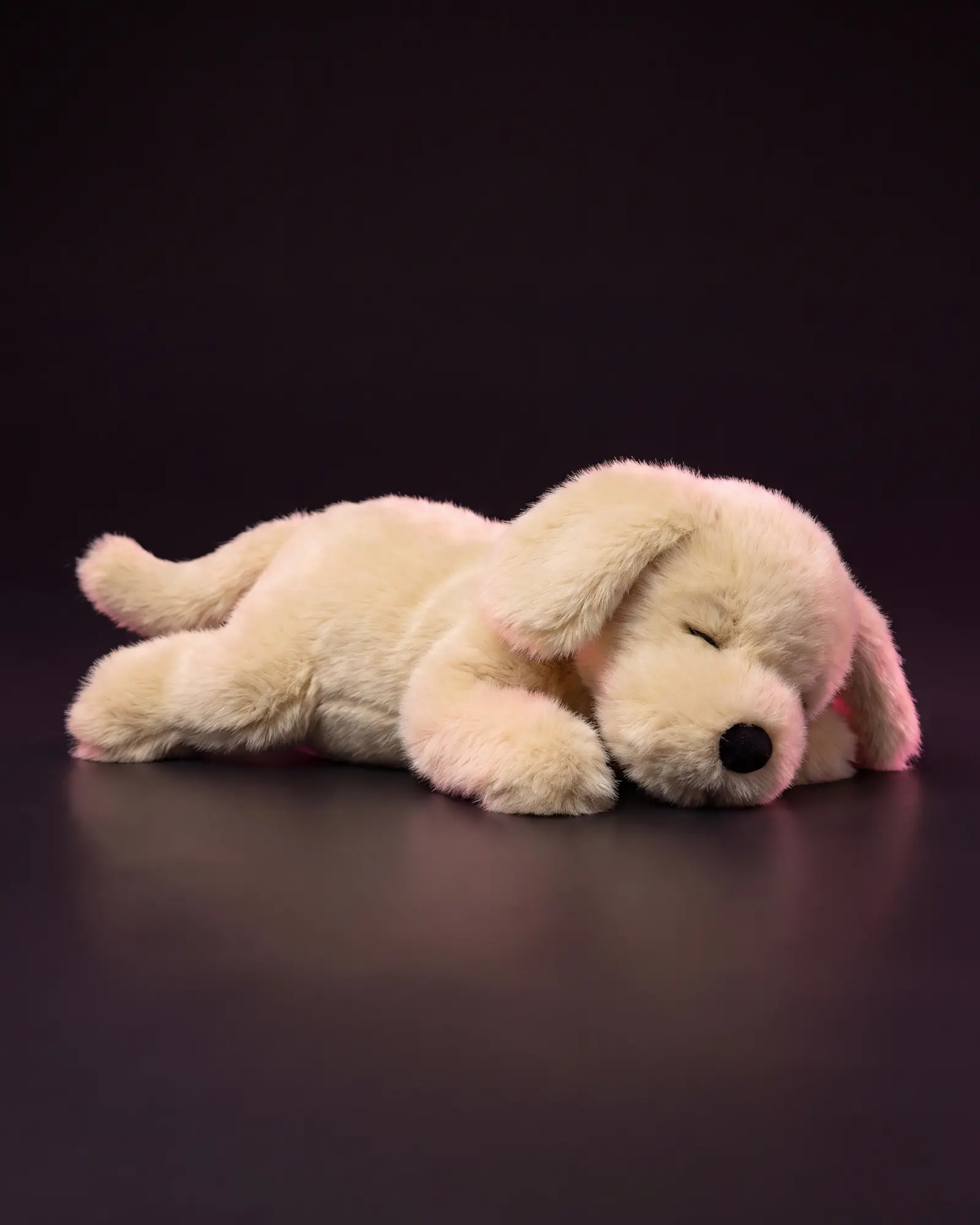 Golden Puppy, 어두운 스튜디오 배경.