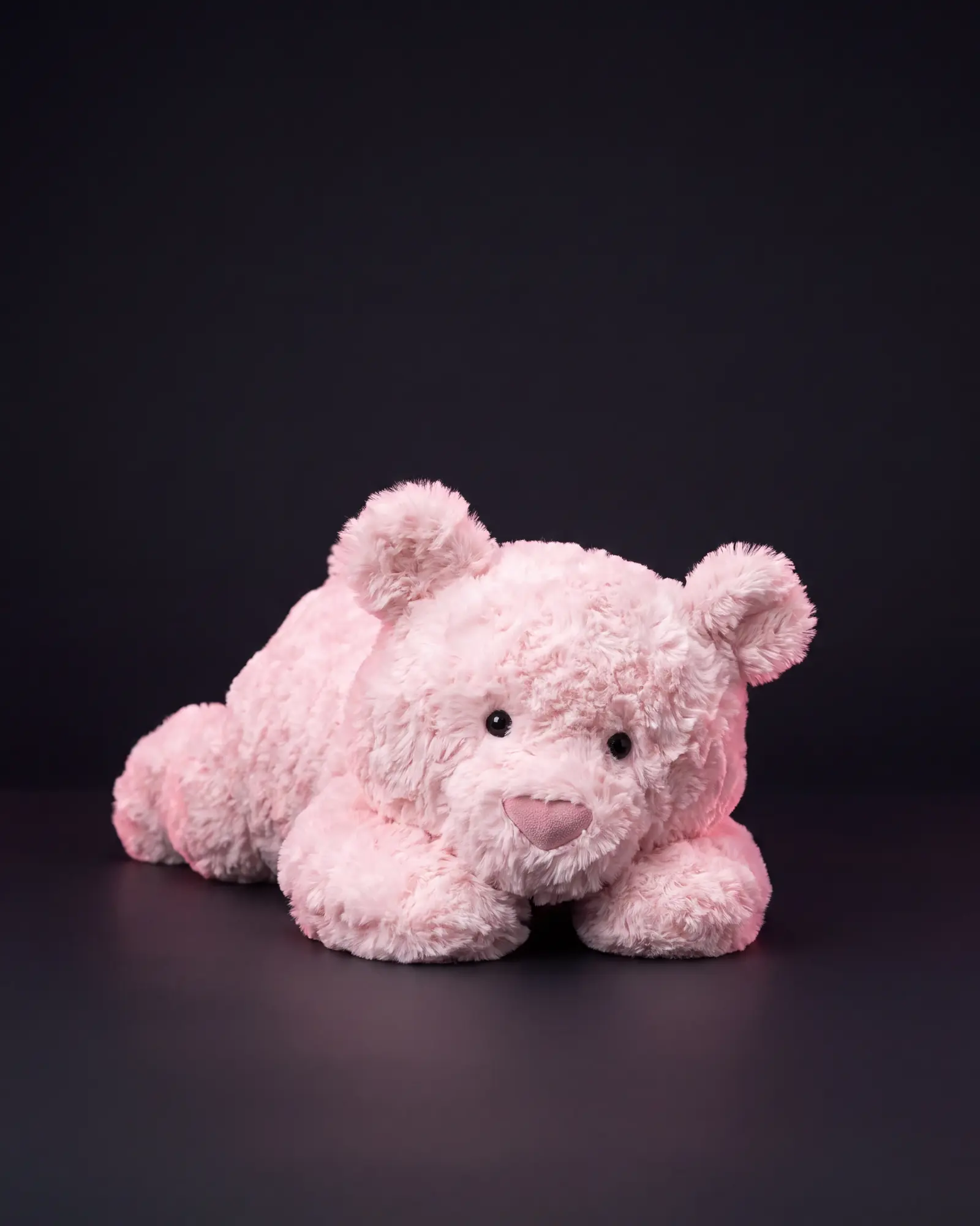 Leola Bear, 어두운 스튜디오 배경.