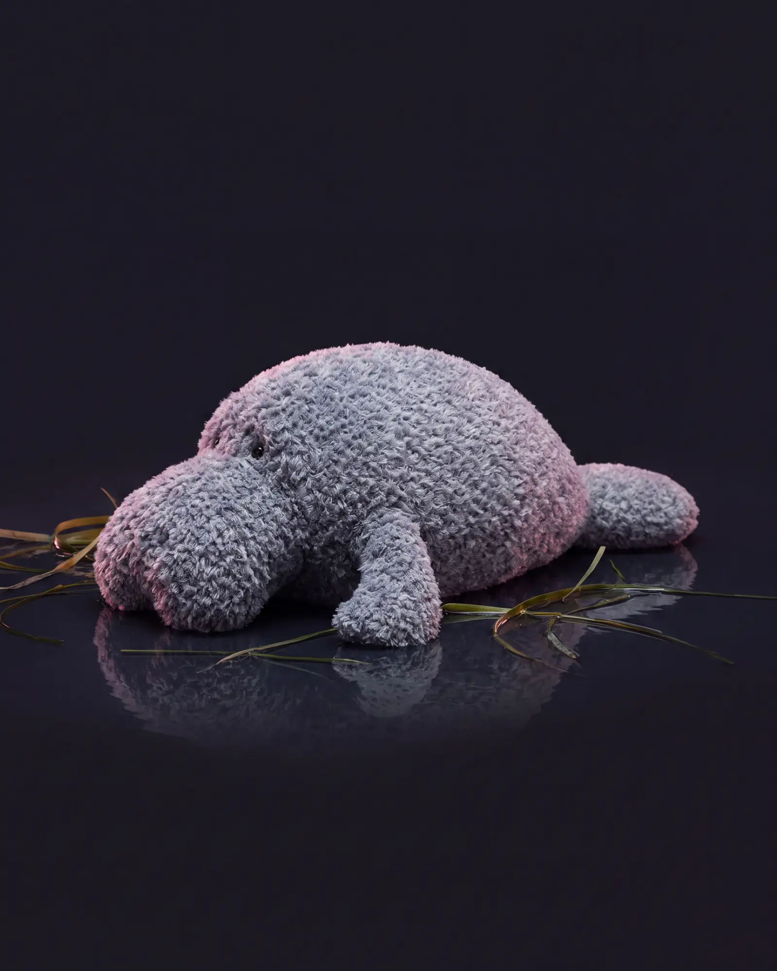 Maffles Manatee, 두 번째 각도.