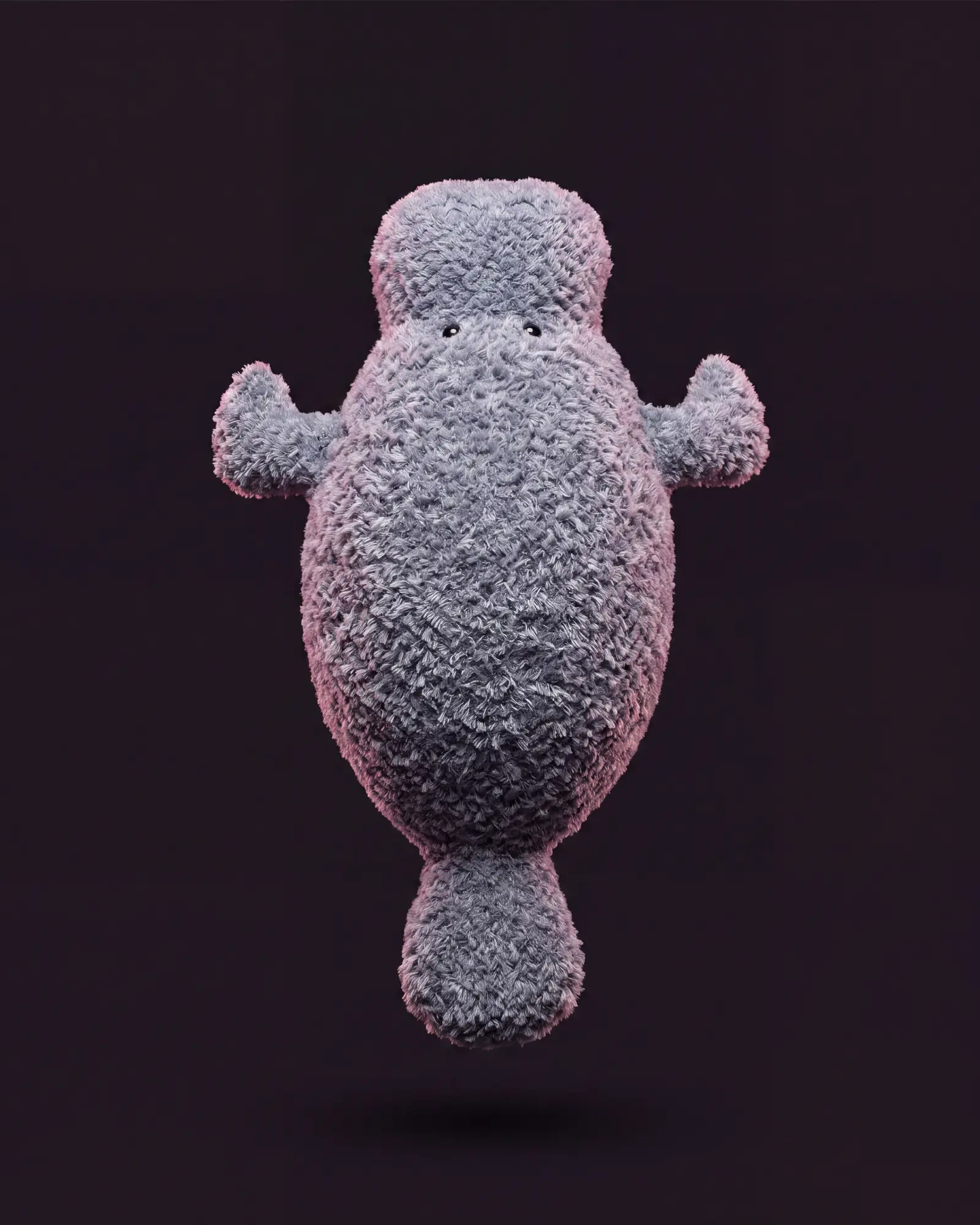 Maffles Manatee, 어두운 스튜디오 배경.