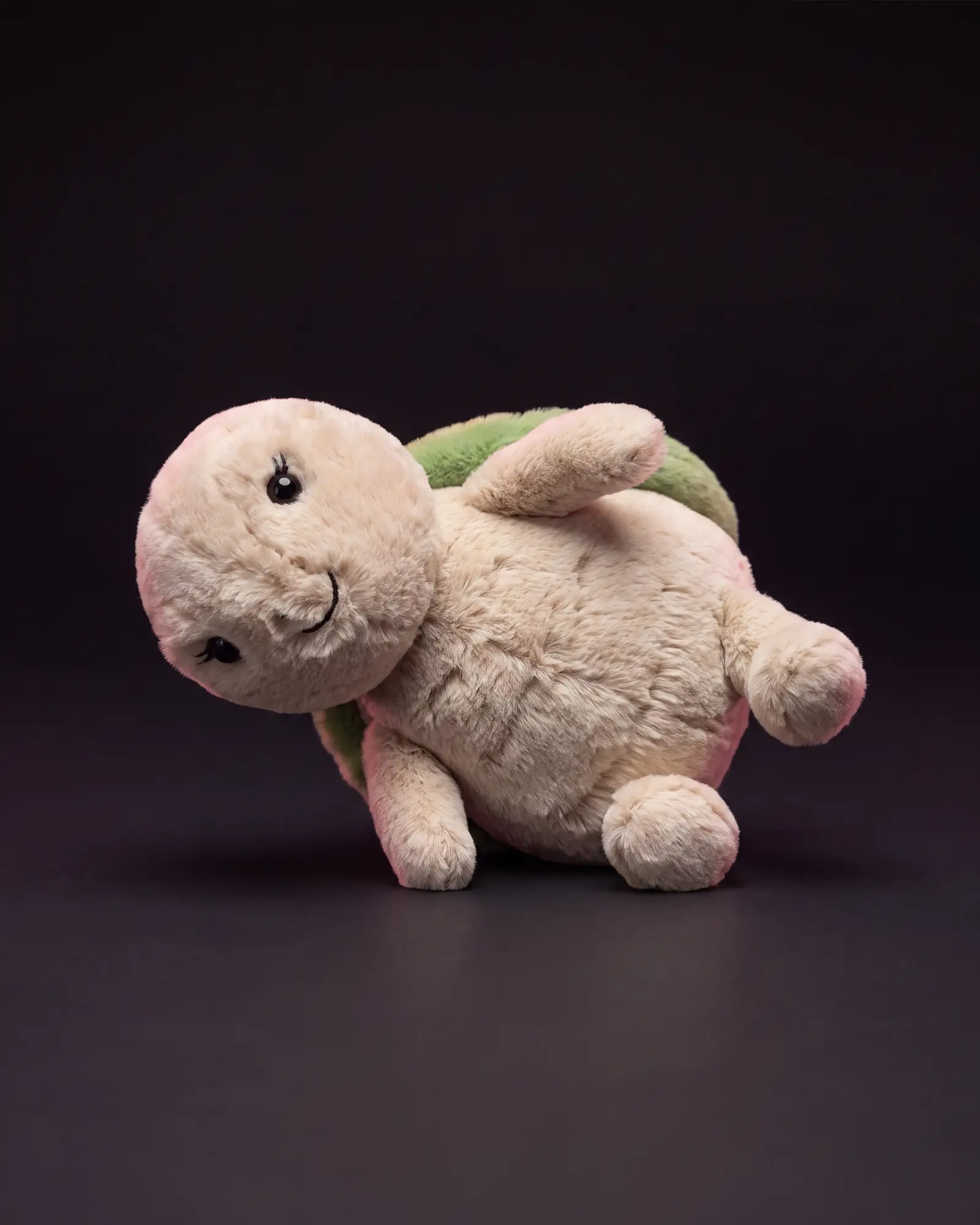 Thimble Turtle, 어두운 스튜디오 배경.