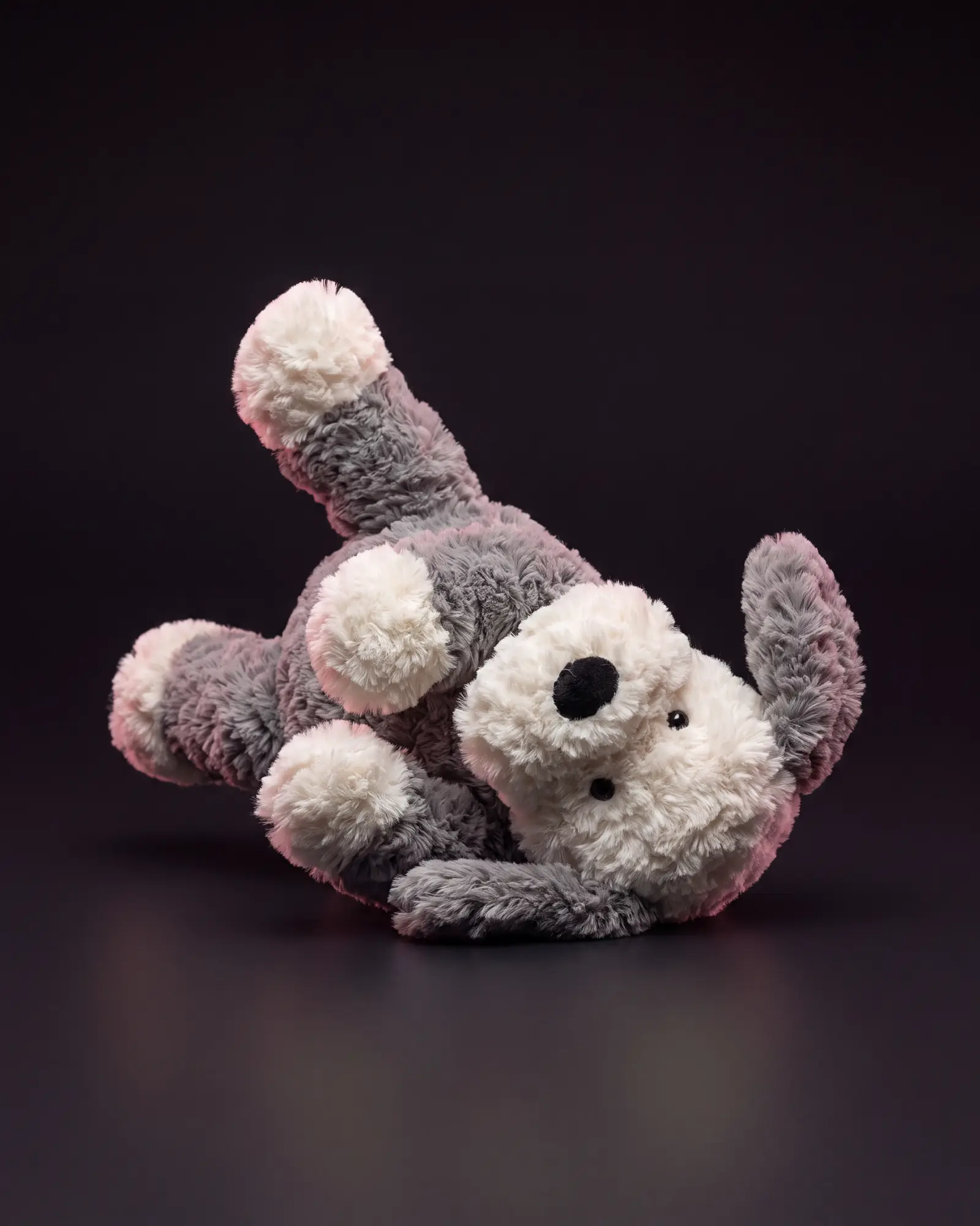 Tumblie Sheep Dog, 어두운 스튜디오 배경.
